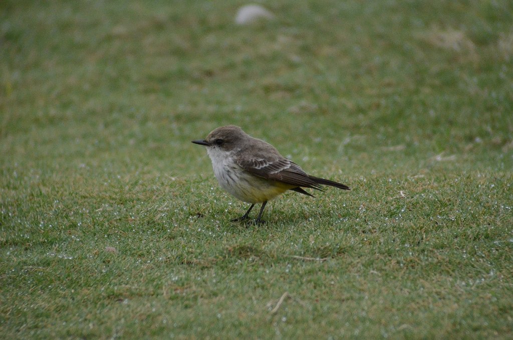 Flycatcher, Vermilion, 2013-01054316 Mission, TX.JPG - Vermilion Flycatcher. A golf course in Mission, TX, 1-5-2013